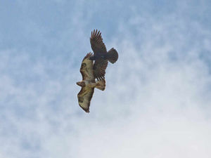 Supporting image for story: Peter Rhodes: At last, the "Oh, s***!" button