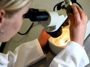 Supporting image for story: Life-saving medical research cancelled as coronavirus hits funding – Labour