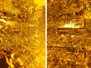 Supporting image for story: £400,000 cannabis factory found in raid at Telford house