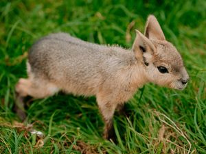 Supporting image for story: Baby Patagonian maras born in front of visitors at Telford zoo