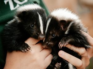 Supporting image for story: Baby skunks settling into life at Telford Exotic Zoo