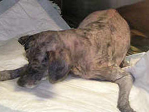 Supporting image for story: Dumped Precious operation appeal