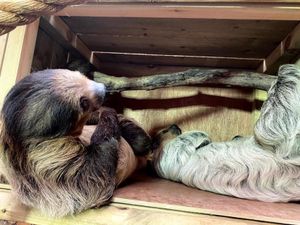 Supporting image for story: Dudley Zoo's most adopted animals revealed as sloths Reggie and Flo
