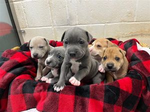The puppies at Birmingham Dogs Home 