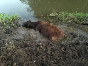 Supporting image for story: Two-hour operation to rescue bullock from mud