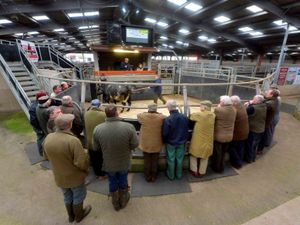Supporting image for story: Cattle prices soar ahead of second national lockdown as Bridgnorth auctioneers report record market