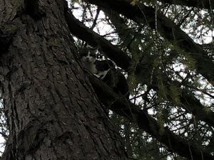 Supporting image for story: Cat rescued after getting stuck 25 feet up a tree in Much Wenlock