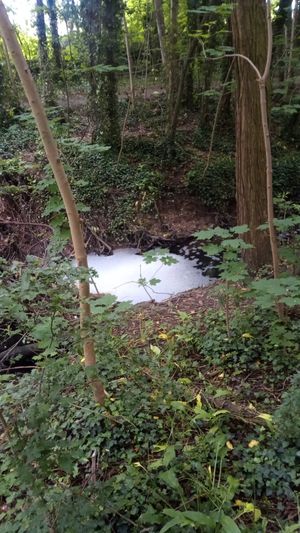 Pollution problems at Hurley Brook in Telford. Picture: Friends of Hurley Brook