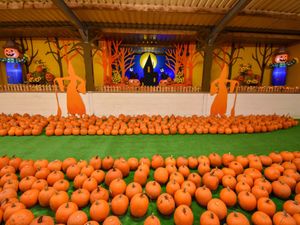 Supporting image for story: Thousands of pumpkins on their ways to countryside attraction for Halloween season