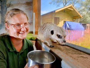 Supporting image for story: WATCH: New home ready for meerkats after Gentleshaw Wildlife Centre fire