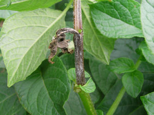 Supporting image for story: New blight strain needs to be hit hard