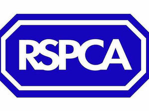 Supporting image for story: RSPCA  joins appeal over lurchers