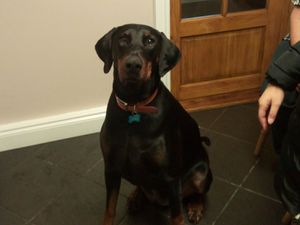 Supporting image for story: Dog travels 113 miles by train and ends up in Telford