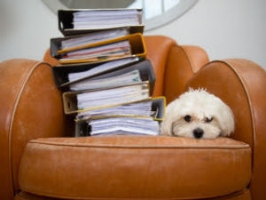 Supporting image for story: Paw-fect pets: Man's best friend a hit at workplaces