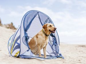 Supporting image for story: Bone voyage! Dogs Trust Shrewsbury shares top tips for “pawsitively” perfect holidays