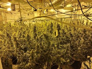Supporting image for story: Police in Staffordshire record biggest ever herbal cannabis seizure total