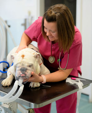 A dog receives oxygen from veterinary nurse Sarah Nicklin before an operation