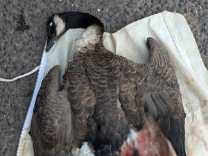 Supporting image for story: Goose 'deliberately' hurt in electric bike incident by Walsall canal