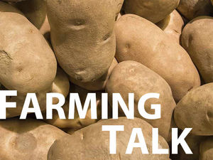 Supporting image for story: Project will look at best way to store spuds