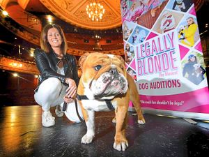 Supporting image for story: Dog chosen for Legally Blonde in Wolverhampton