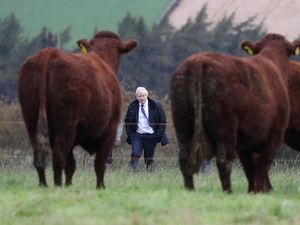 Supporting image for story: Protecting food standards must be ‘paramount’ for next government: farmers