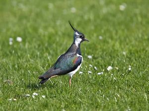 Supporting image for story: Call for volunteers by group hoping to help lapwings and curlews 