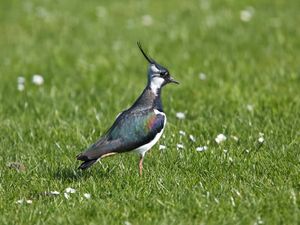 Supporting image for story: Call for volunteers by group hoping to help lapwings and curlews 