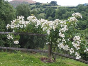 Supporting image for story: New gardens opening up for National Garden Scheme