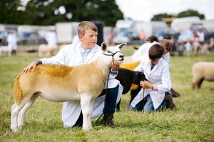 Animal displays at the show
