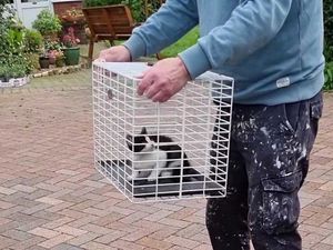 Supporting image for story: Tiny stuck kitten loses one of nine lives but is saved by firefighters from inside car dashboard