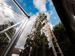 Supporting image for story: Shrewsbury sunflower has competition for honour of being UK's tallest