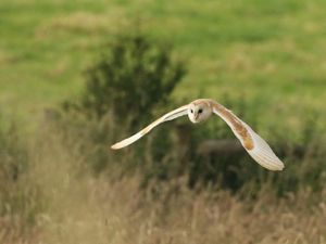 Supporting image for story: A Shropshire RSPB branch celebrate the barn owl