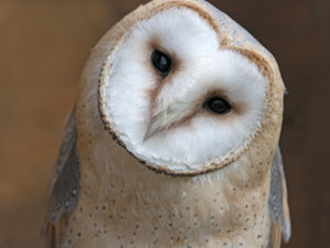 Supporting image for story: Peter Rhodes on wise owls, curious computers and a muddy re-run of The Italian Job