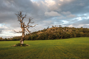 The stricken tree whose destruction Ron witnessed at uncomfortably close quarters back in 1956.