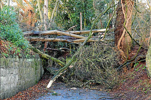 Trees blown down between Yorton & Clive, December 19