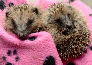 A pair of little hedgehogs