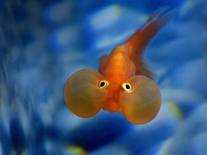 Supporting image for story: No more fairground goldfish on Shropshire Council land as animals prizes banned