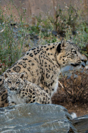 Snow leopard cub, Bheri, ventures outside for the first time at Chester Zoo.