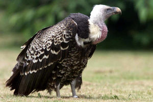 Supporting image for story: Professional photograpger set for Codsall bird talk