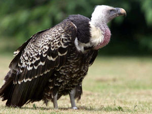 Supporting image for story: Professional photograpger set for Codsall bird talk