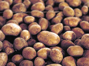 Supporting image for story: Potato firm in job axe fear