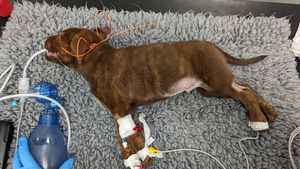 Rex was presented to a vet in a comatose state, and sadly had to be put to sleep because of the severity of his condition