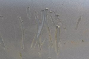 Damage caused to the car. Picture: Shropshire Cops.