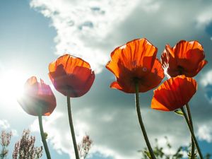 Supporting image for story: Legion moves to clear up Bridgnorth Remembrance Day event confusion