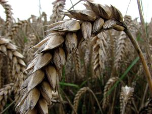 Supporting image for story: Landowners warn of huge tax on profits due to farm inheritance changes