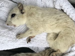 Supporting image for story: Appeal made after rare white squirrel shot with air gun