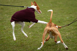 A pair of Ibizan hounds play at the Birmingham National Exhibition Centre (NEC) for the third day of the Crufts Dog Show. PA Photo. Issue date: Saturday March 7, 2020. See PA story ANIMALS Crufts. Photo credit should read: Jacob King/PA Wire.