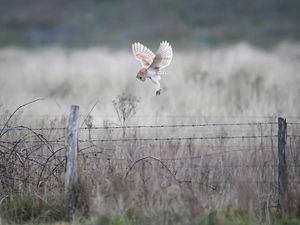 Supporting image for story: Barn owl breeding success for third year in a row on Co Down farm