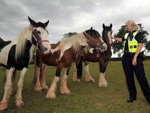 Supporting image for story: Special operation to rein in stray ponies