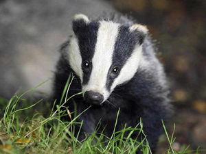 Supporting image for story: Badger cull 'could drive sick animals into Shropshire'